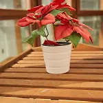 Bio Exclusivo Con Mirador En Y Aparcamiento Publico Gratuito