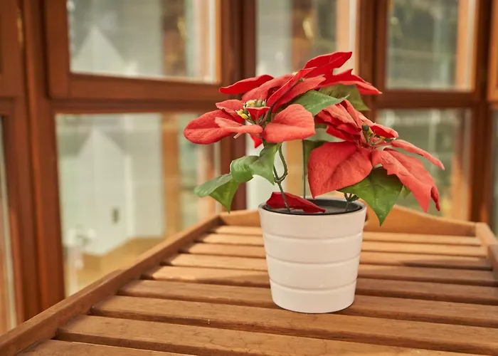 Appartement Bio Exclusivo Con Mirador En Y Aparcamiento Publico Gratuito *